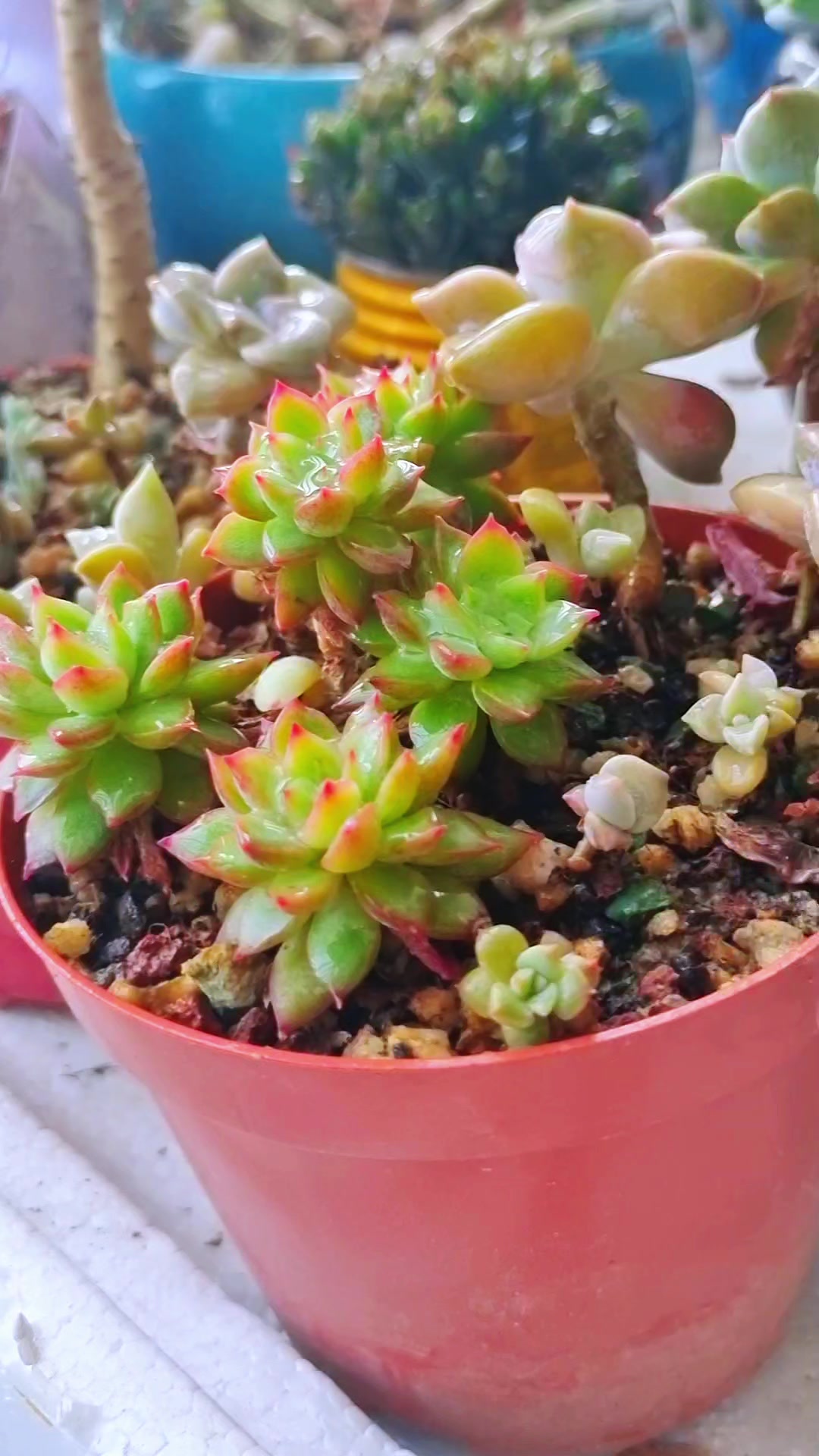 我养的小多肉老桩