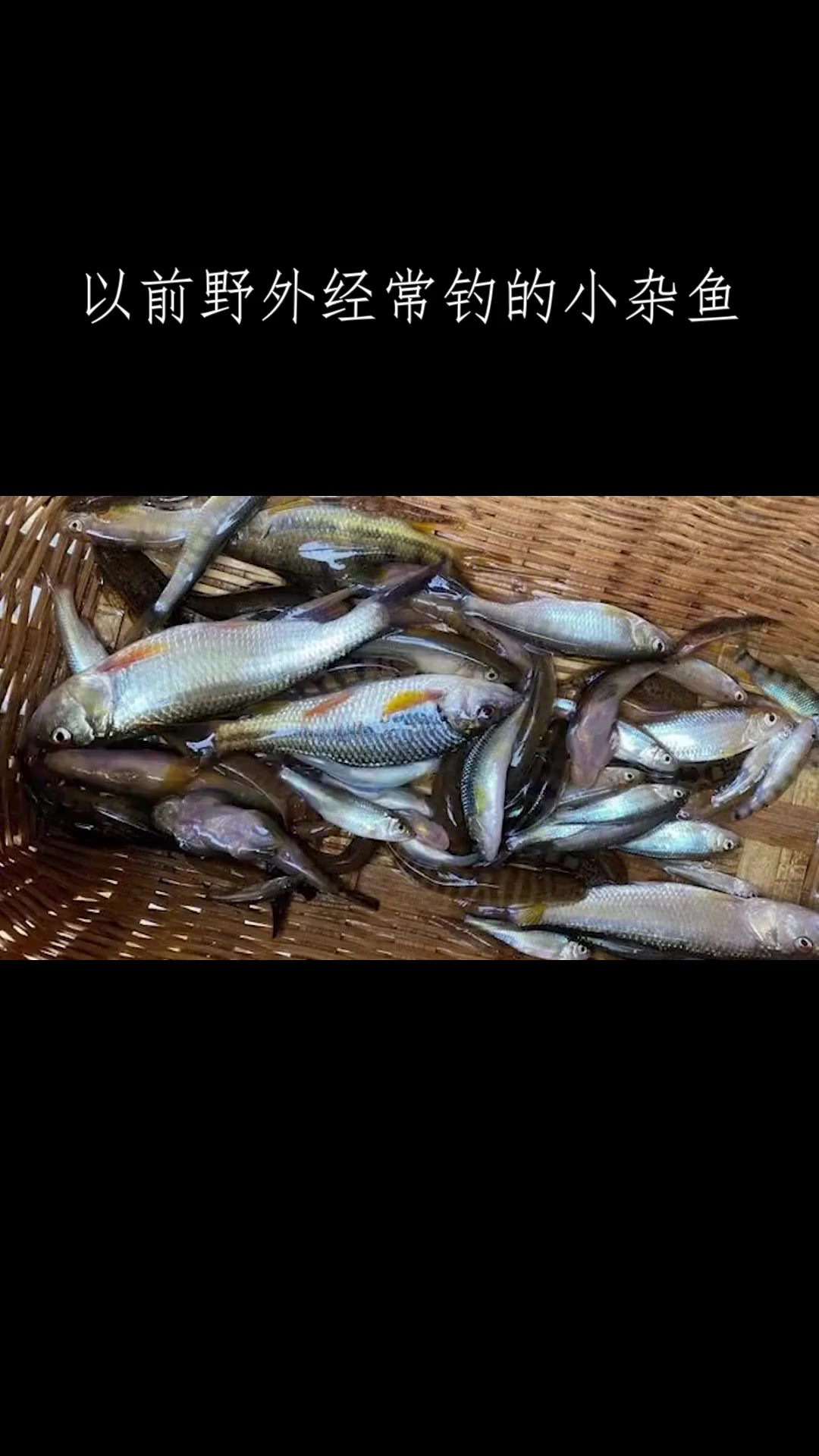 以前野外经常钓的小杂鱼