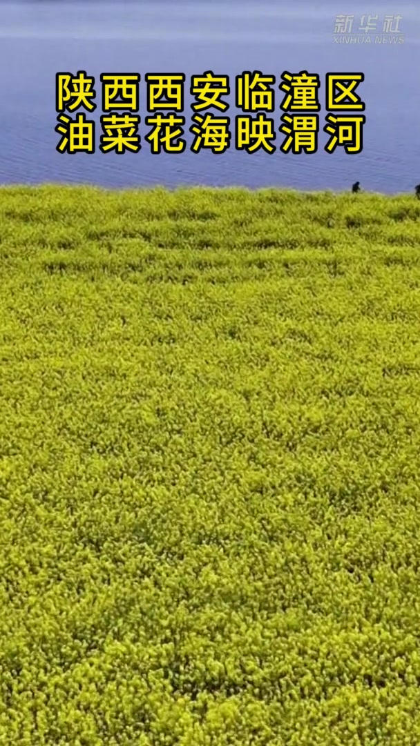 陕西西安临潼区:油菜花海映渭河