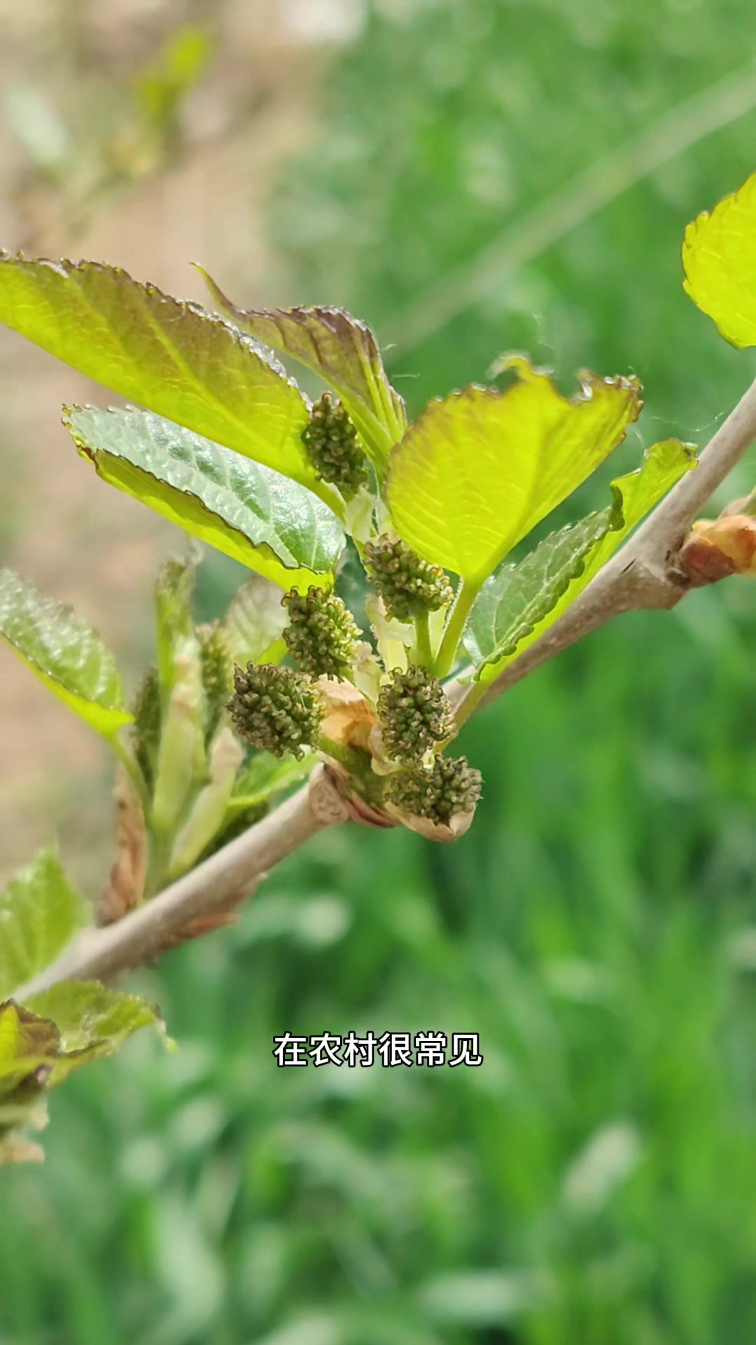 桑芽人称“长寿菜”,凉拌、做汤、制茶,作用厉害,你吃过吗?