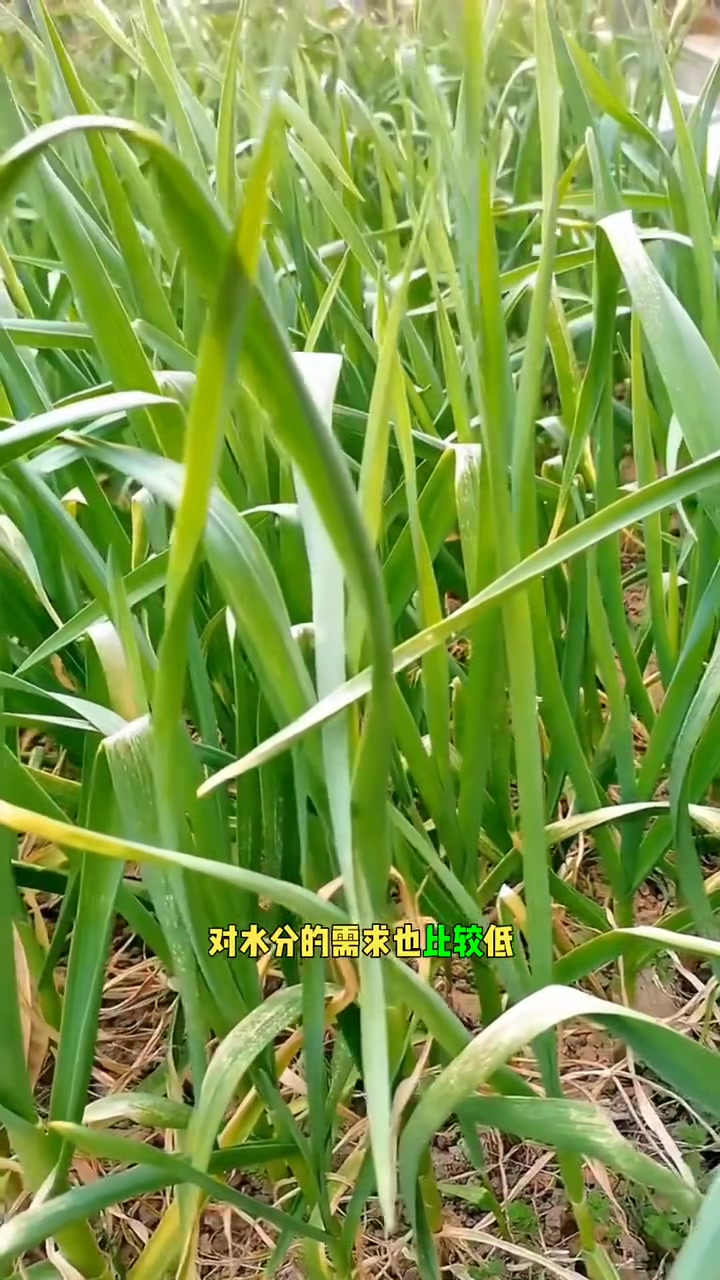 不能多浇水的蔬菜有哪些