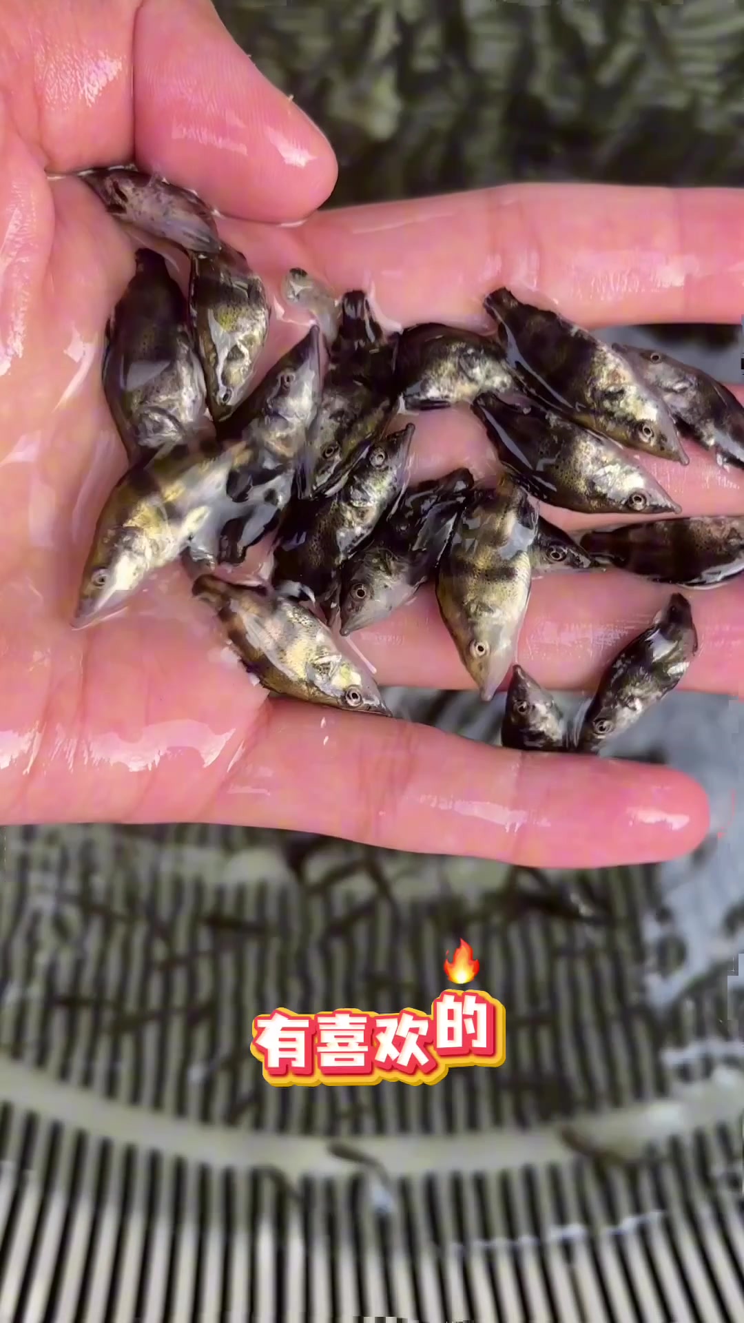 年初放鳜鱼苗,中秋就可以上桌 喜欢的快下手