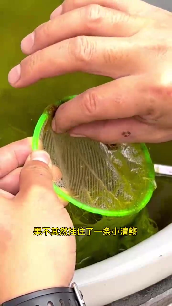 户外古法养鱼之金鱼喂食,清鳉鱼还不翼而飞了,再清理一下虎头金鱼的大桶,计划明天买鱼