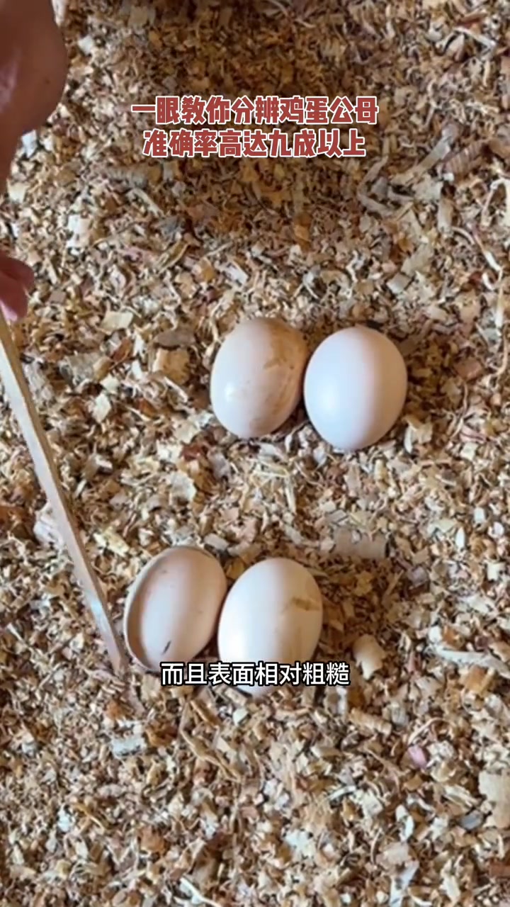 一眼教你分辨鸡蛋公母,准确率高达九成以上
