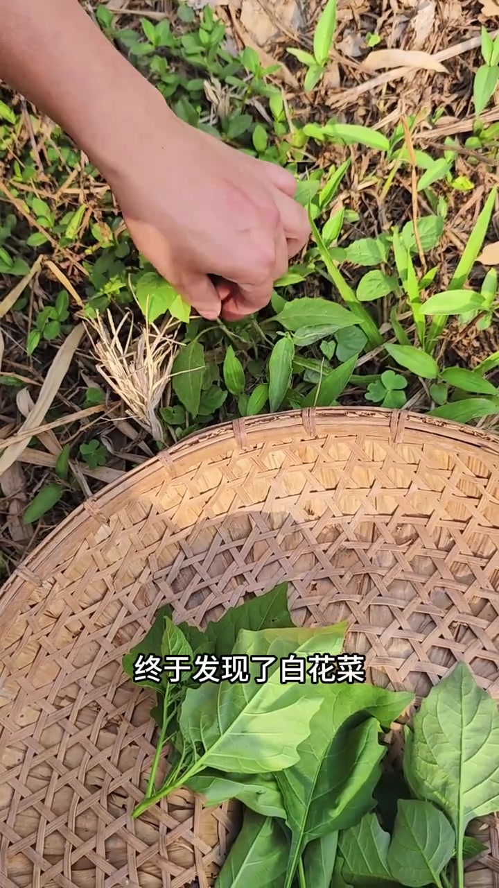 周末回村找野菜!锅子掌勺能成不?没有小明哥的救场,这道上汤白花菜拌面恐怕是要翻车了