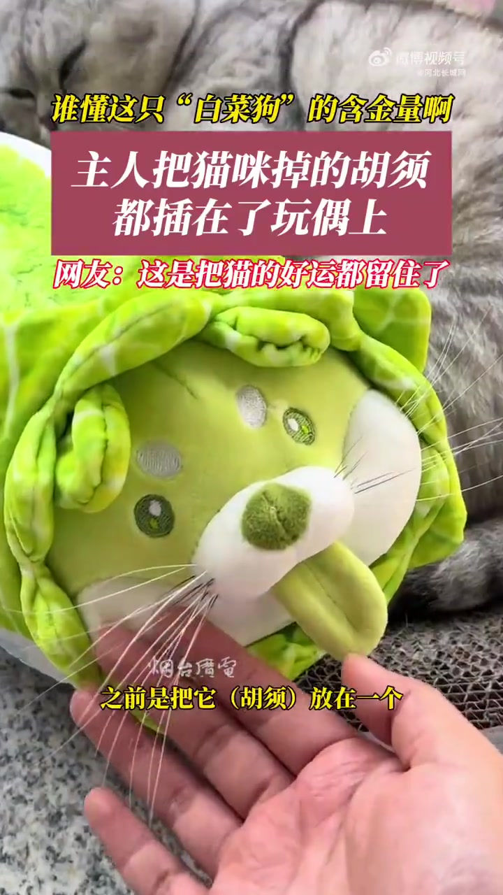 4月17日(采访时间),山东烟台。主人把猫咪掉的胡须都插在了朋友送的一个白菜狗玩偶上。网友