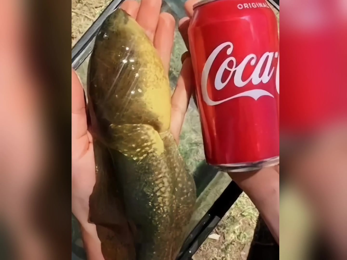 这些动物的体型也太大了吧