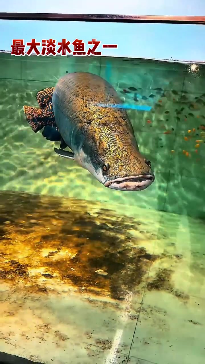巨骨舌鱼的火爆原因  海底世界探秘 海洋生物 巨骨舌鱼