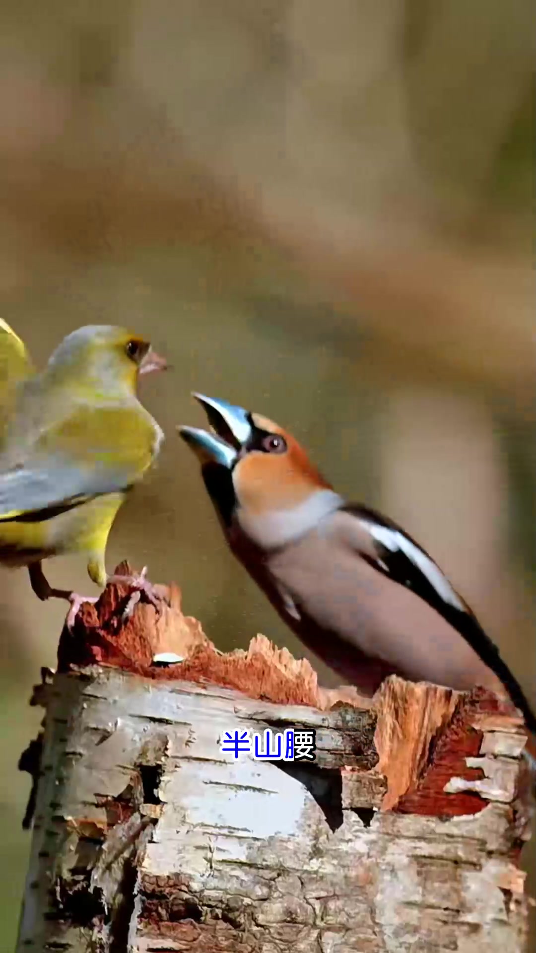 鱼多余演唱《剑魂》
