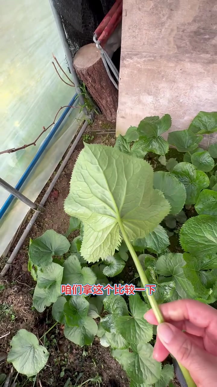 !这两种都是山野菜,都说叫马蹄叶,我是来到山里才看到这种菜,真的不知道到底叫啥呀