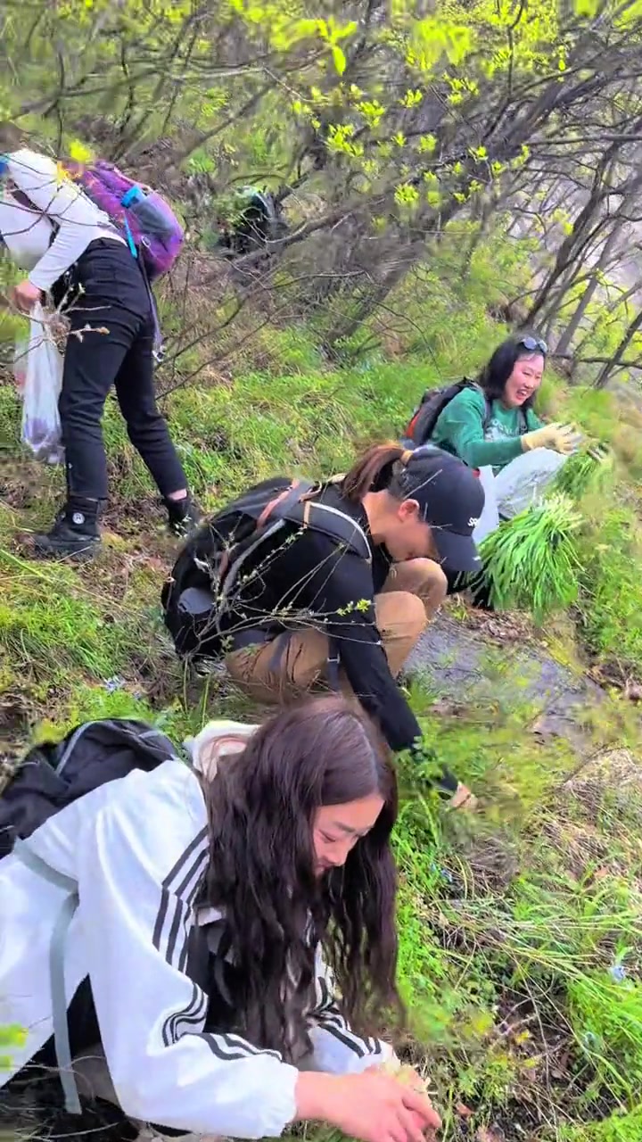 漫山遍野山韭菜