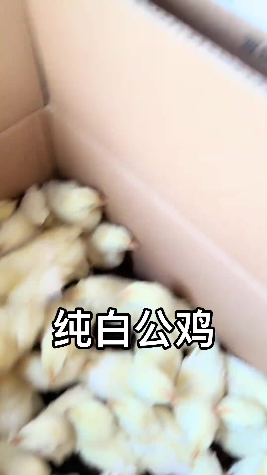 纯白公鸡苗,长大后可供需求,美观实用