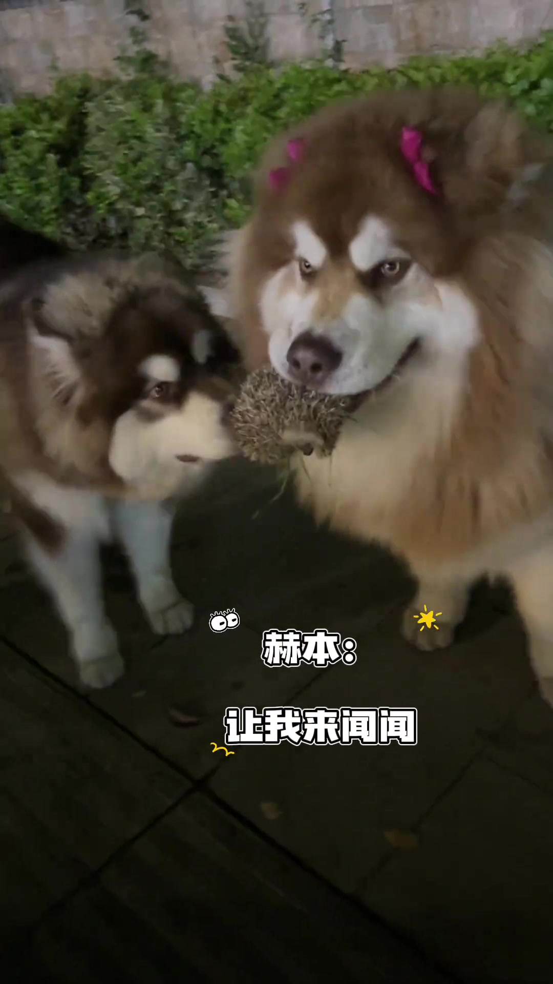 坦克与刺猬的奇妙互动,想吃肉肉的可爱瞬间