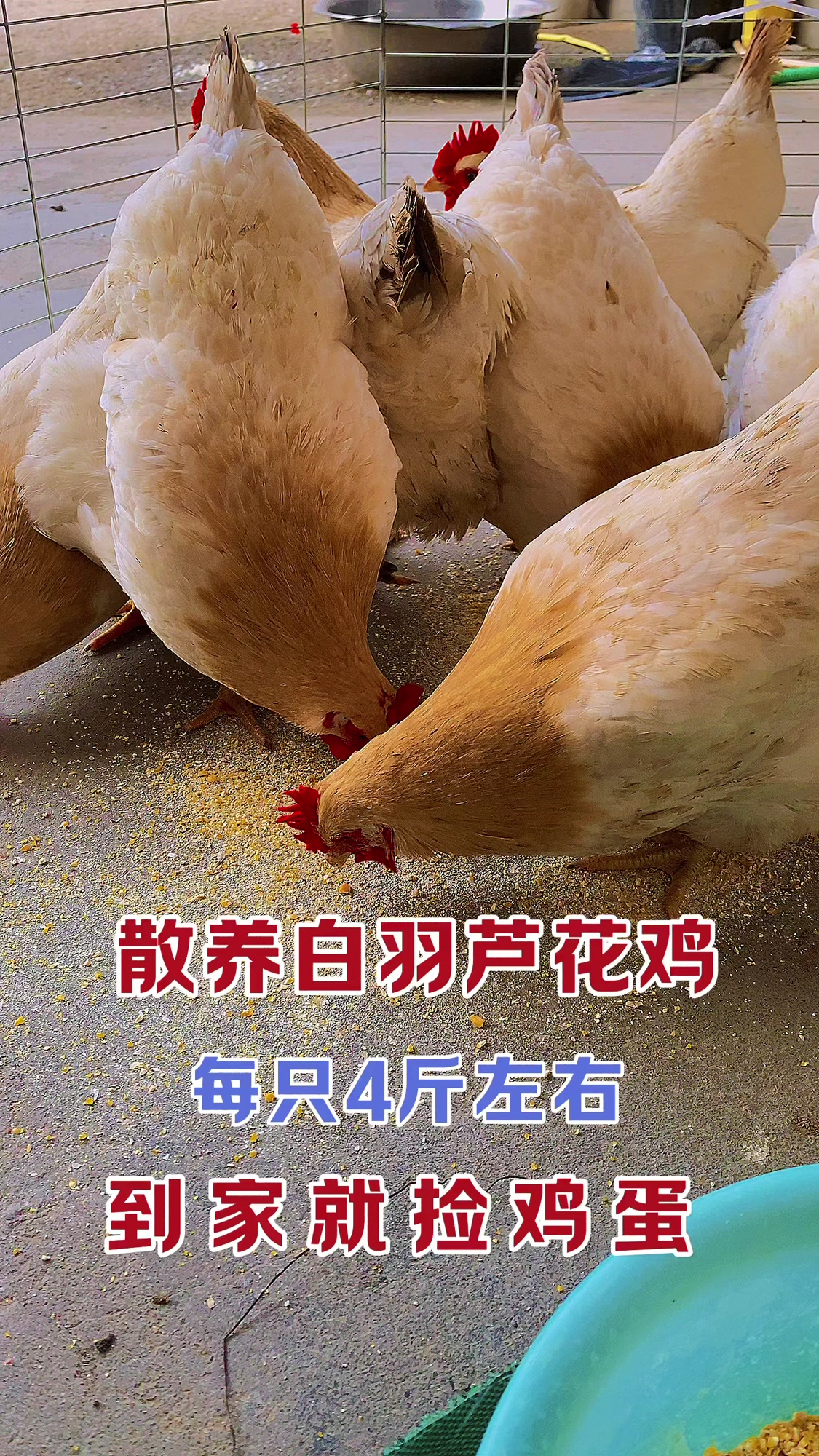 散养古典鸡产蛋多