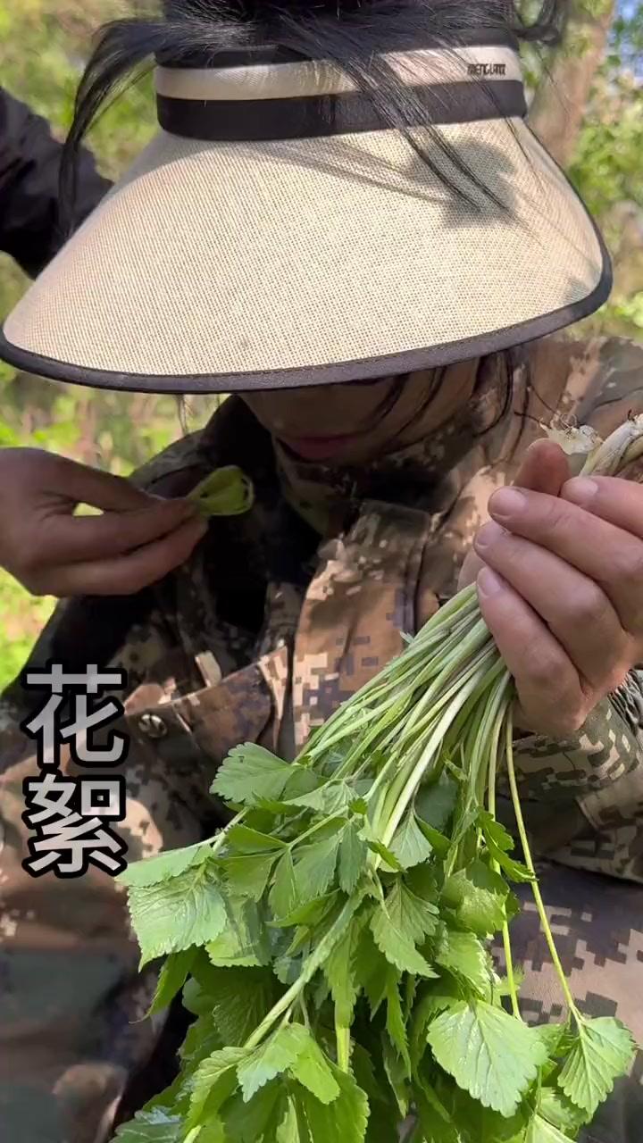 长白山山野菜下山了你都认识哪些?