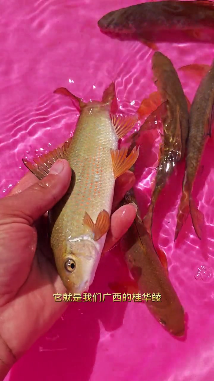 广西桂华鲮,广西稀有的原生鱼