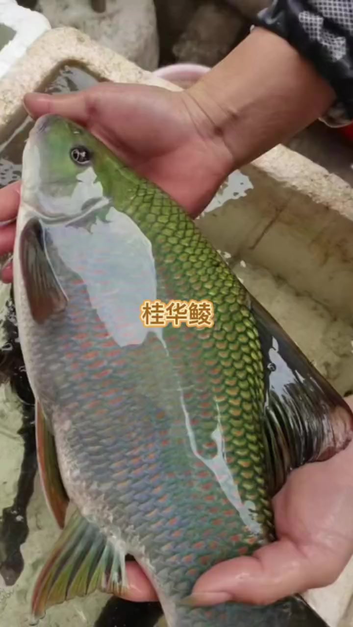 又名沉香鱼,是我们广西特有的名贵淡水鱼类