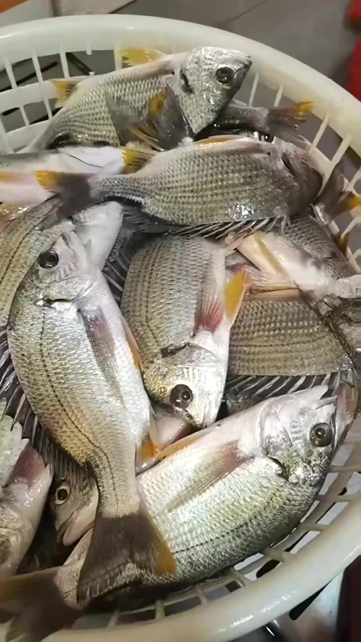 海钓黄翅鱼.营养价值丰富