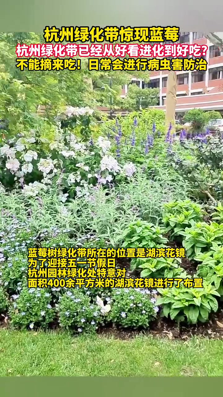 杭州绿化带惊现蓝莓!杭州绿化带已经从好看进化到好吃?不能吃!日常会进行病虫害防治。(素材来