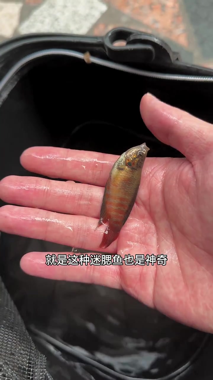 出门打野捡到高体鳑鲏,野采解锁稀有无纹小鲃