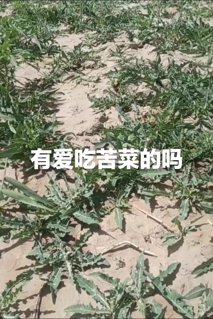 野生苦菜,功效与作用,健康益处详解