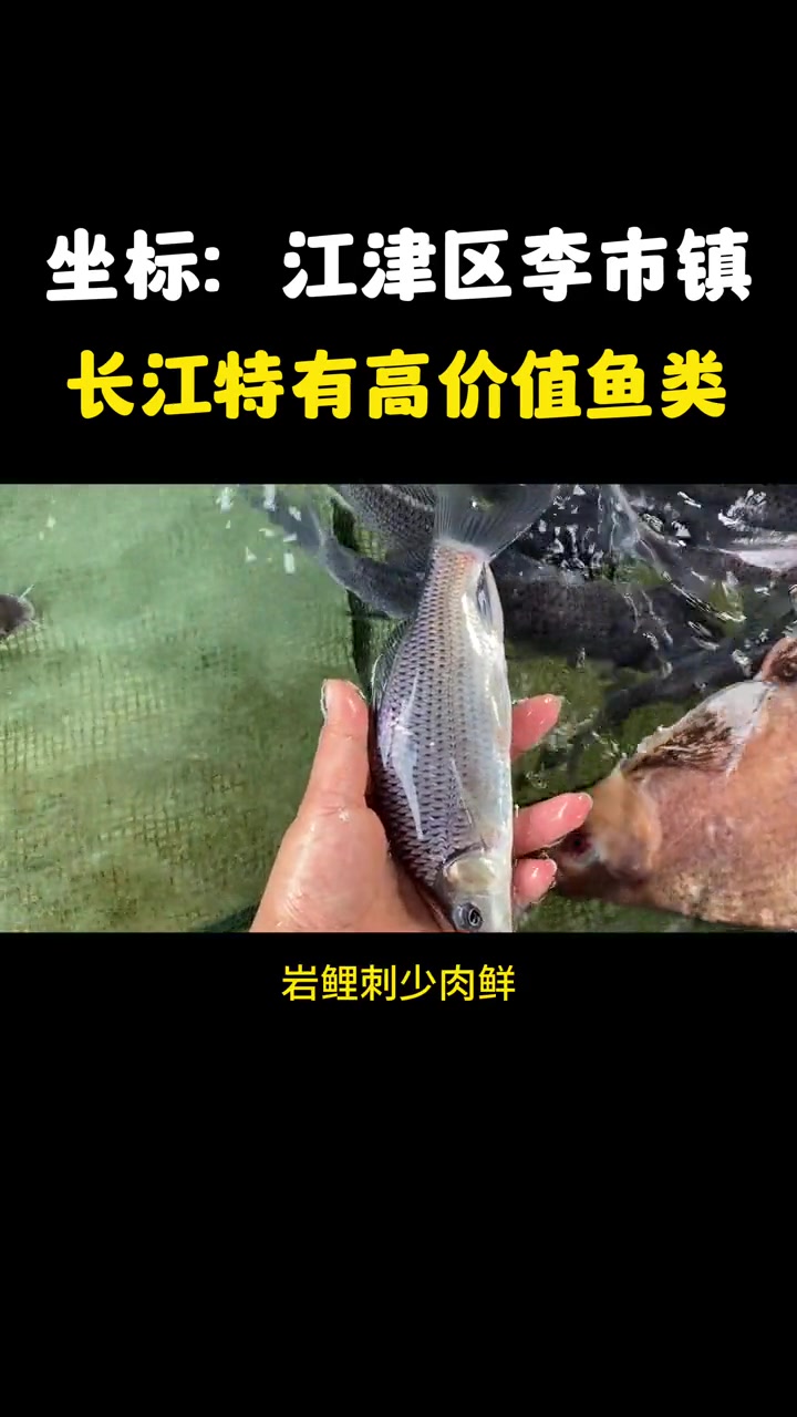 岩原鲤,又叫黑鲤鱼,野生的是二级保护,现在是经过人工繁育养殖的,岩原鲤上等名贵食用经济鱼类