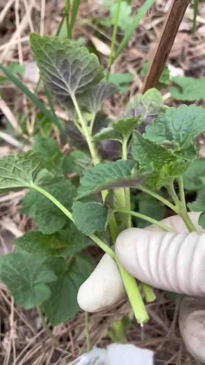 这就是大名鼎鼎的藿香,又名猫把蒿,它不但具有药用价值,同时也被视作野菜中的调味品