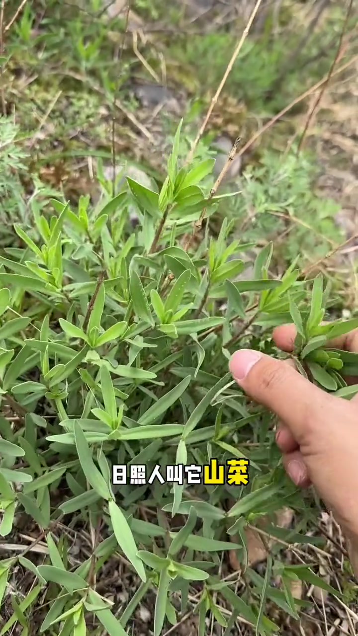 采摘山珍野菜山苜楂,山苜楂也叫山蚂蚱菜,学名长蕊石头花,它的根粗壮在《中华本草》中被称为山