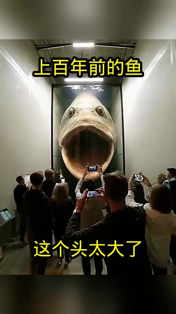 海洋公园里的巨大鱼在狭小空间中生活,令人震惊的生存状态探索