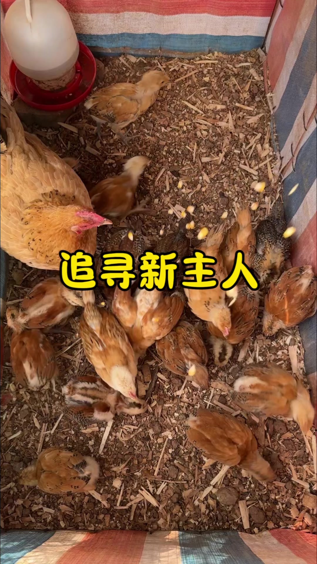 土鸡苗,跟着老母鸡,开始学习吃玉米#土鸡苗 #四川土鸡 #高脚鸡