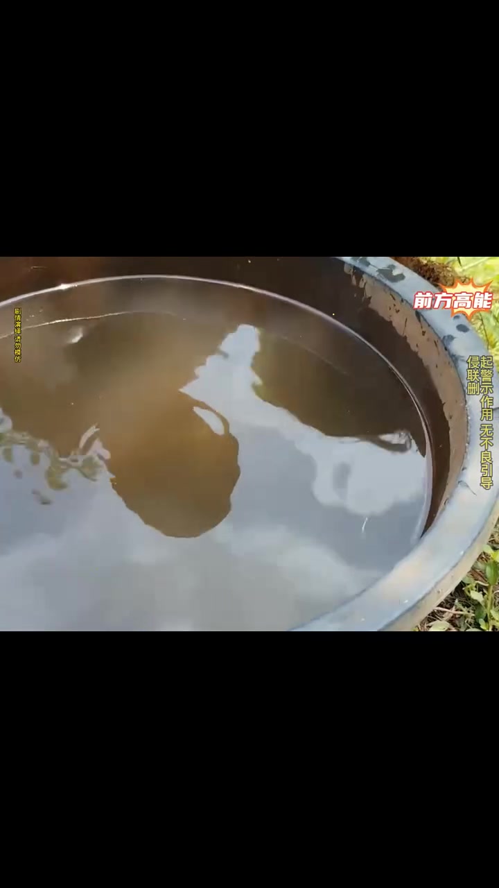 一窝金色的鱼卵