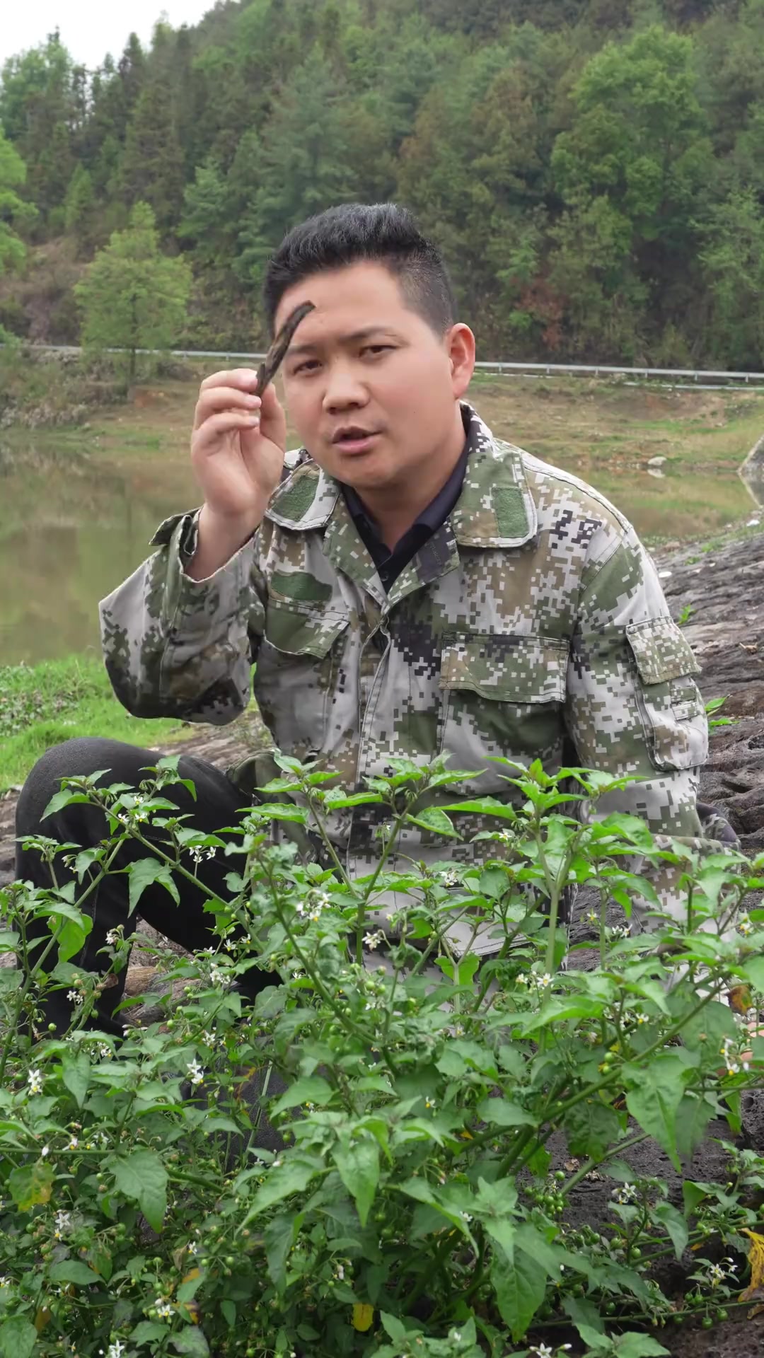 这样的野菜你也吃过吗?