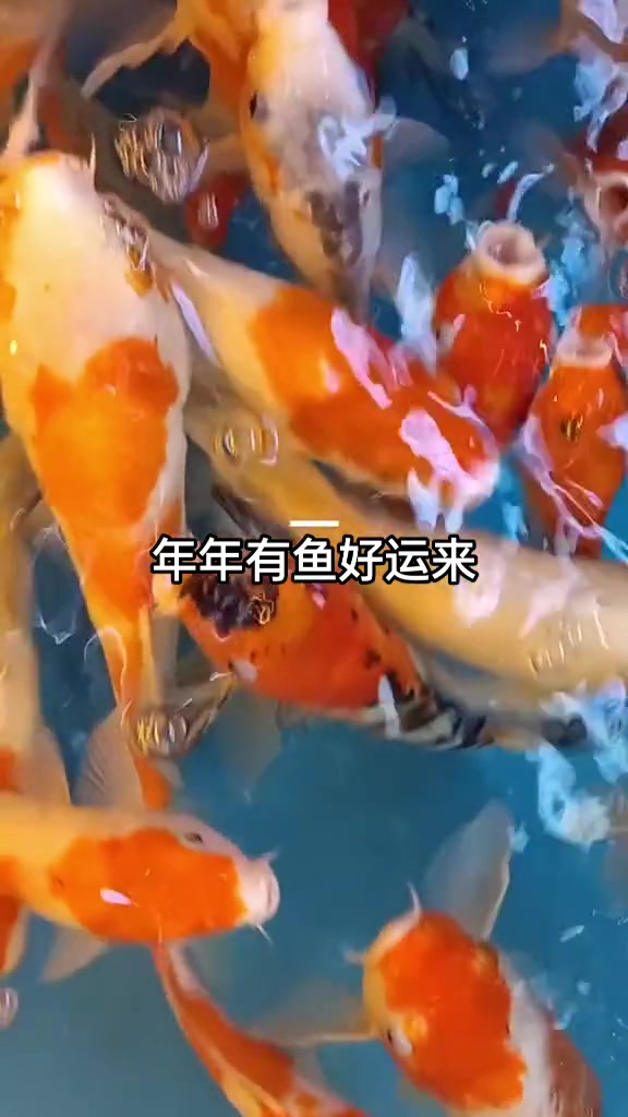 招财鱼,见锦鲤者发发发,鱼儿自由自在的水中游,祝大家年年有鱼岁岁平安,快乐每一天