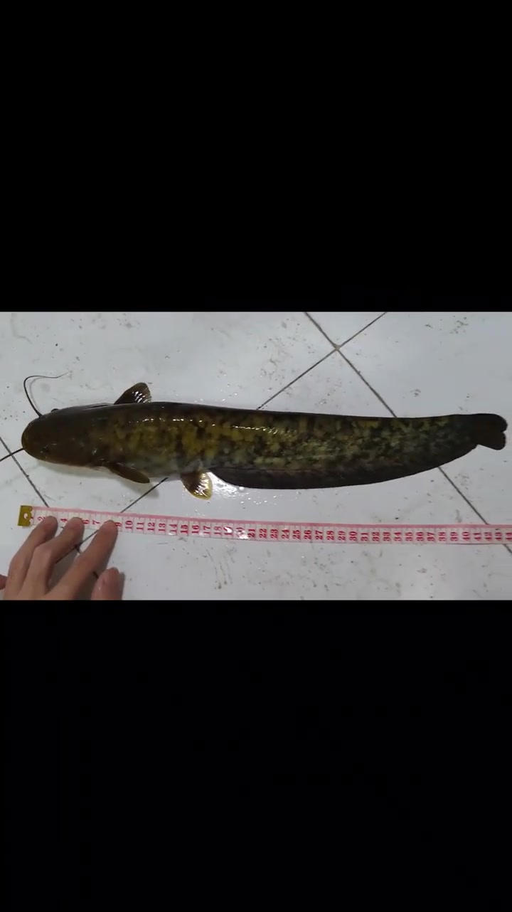 巨型鲶鱼培养计划终止,大鲶鱼换新家