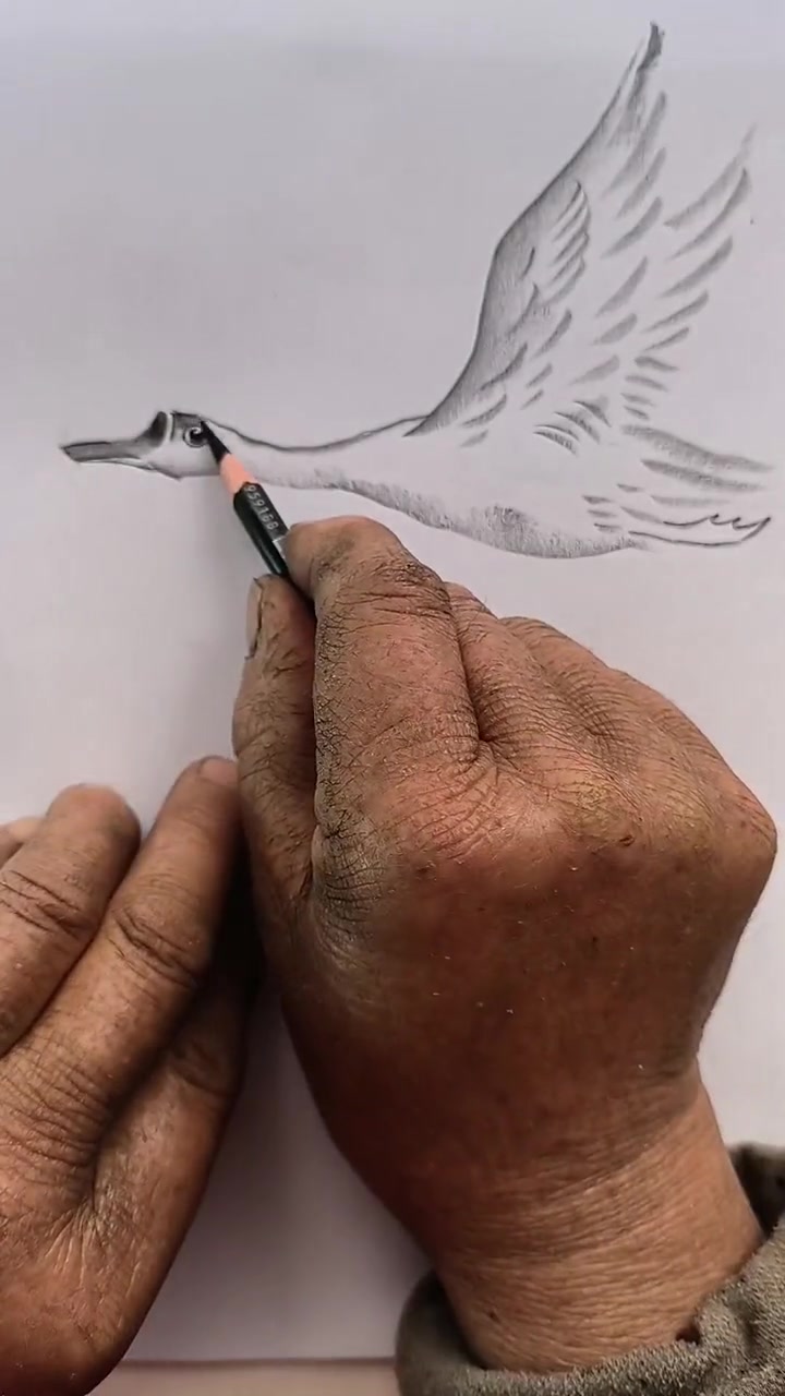 炭笔画飞翔的天鹅