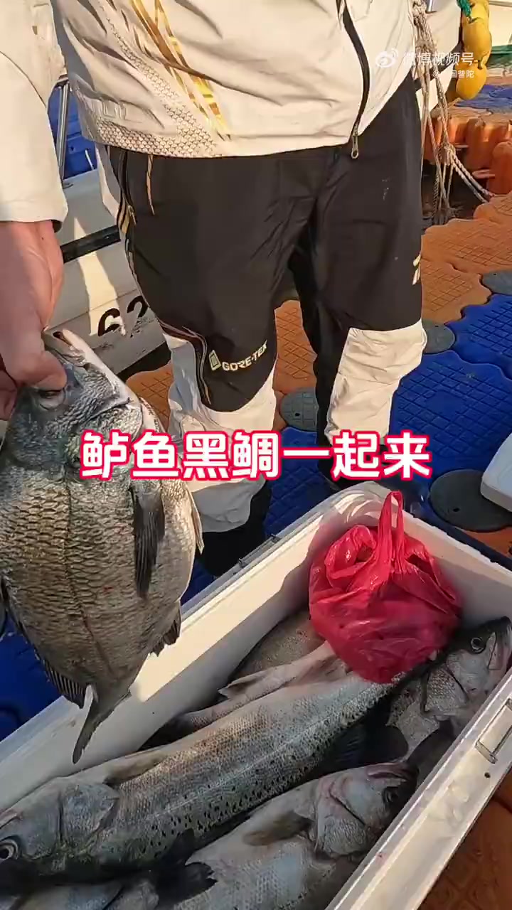 「舟山海钓日记:与浪花共赴的渔获之约」晨光刺破云层,将金色碎钻洒向舟山海面,钓鱼人的一天就