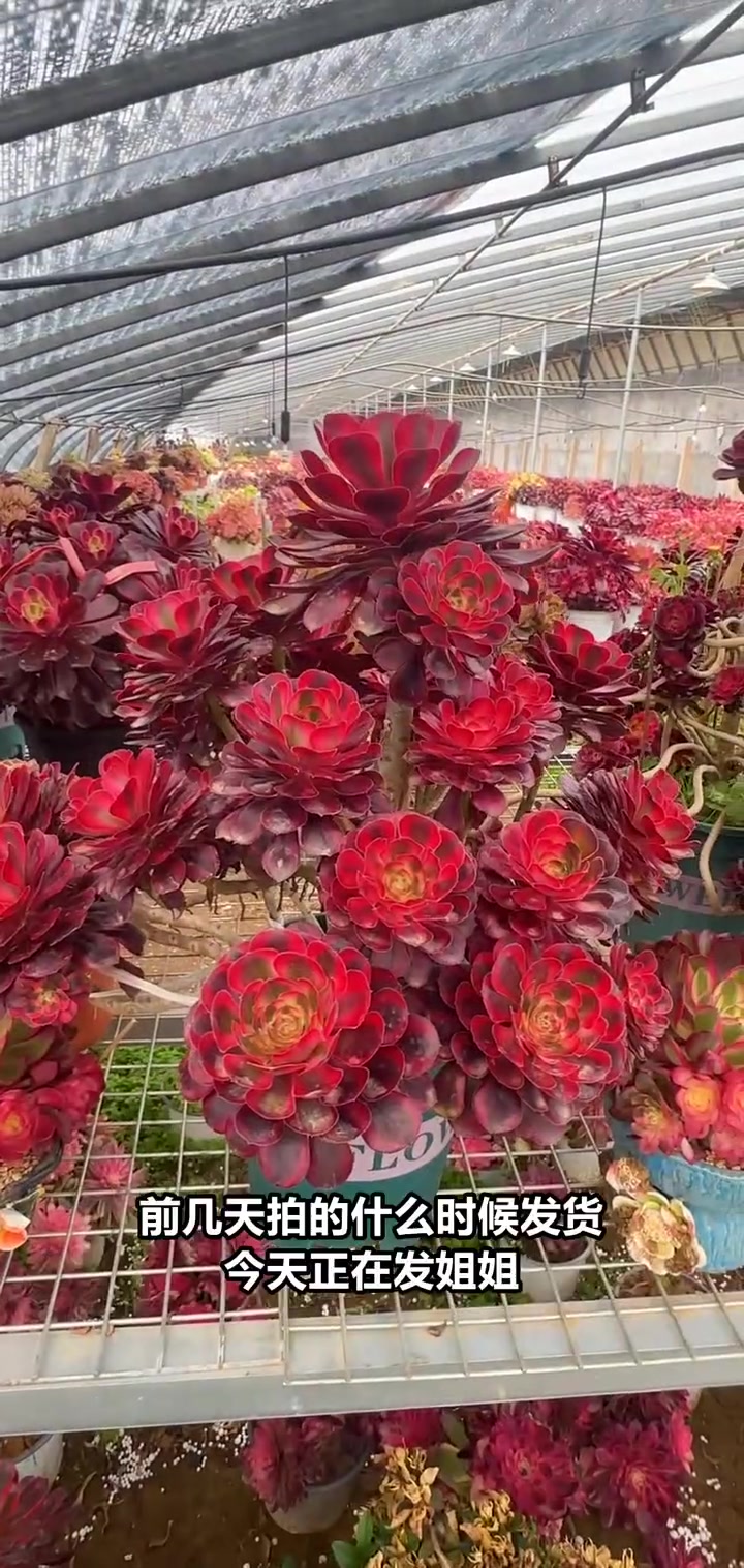 直播间特惠!倾城荔枝和黑美人新鲜发货,快来抢购!