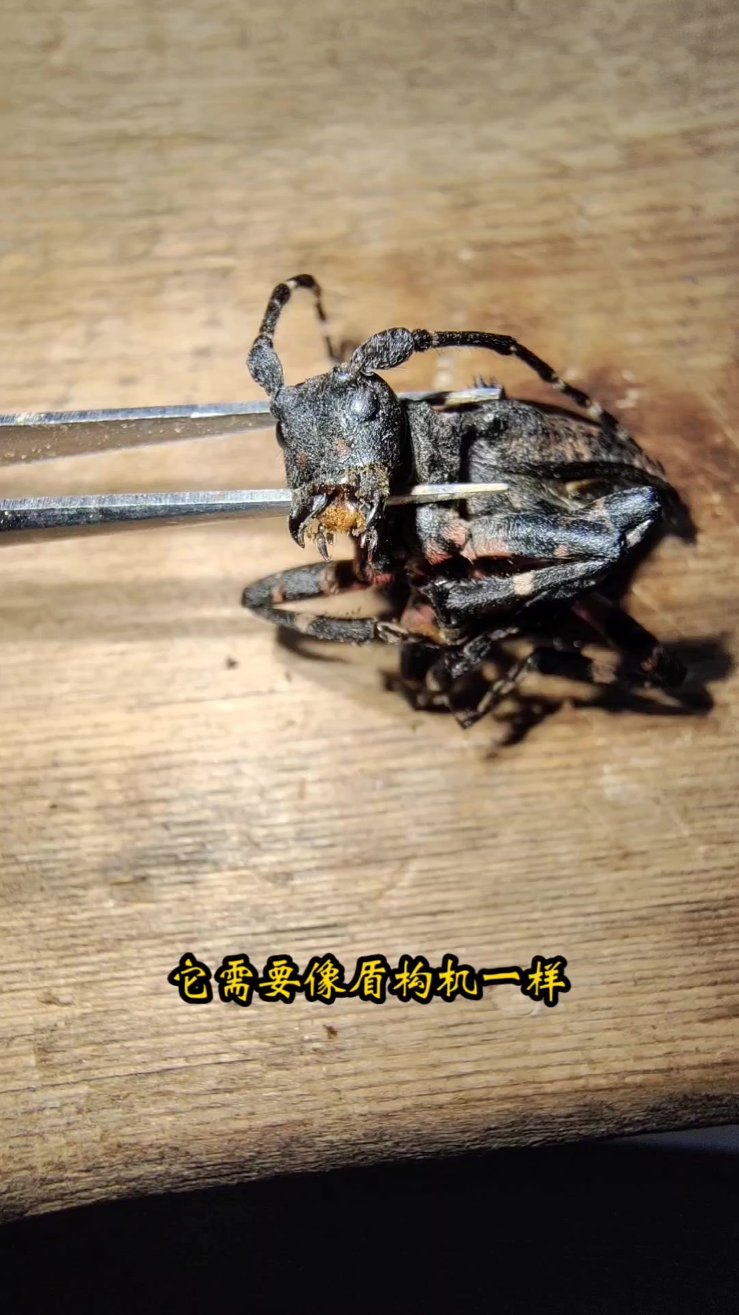 天牛的身体结构