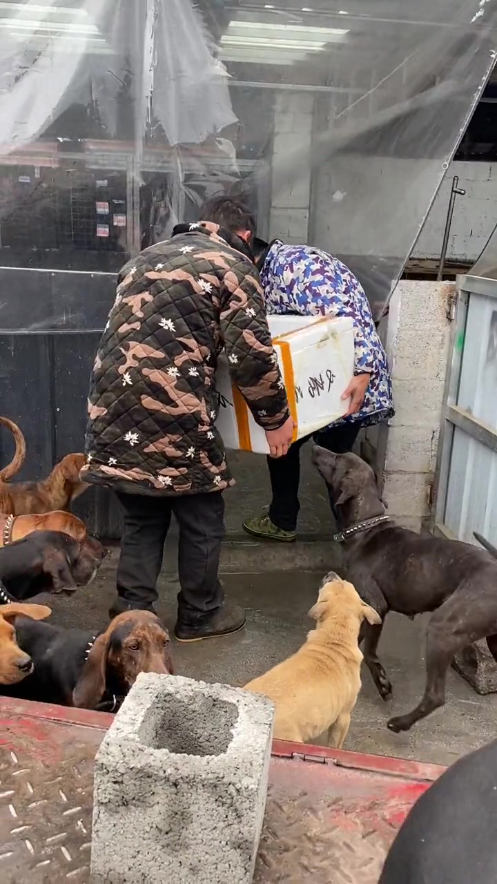 我家的毛孩子吃鱼杂,你们家的毛孩子吃的啥?请关注我下面的小号