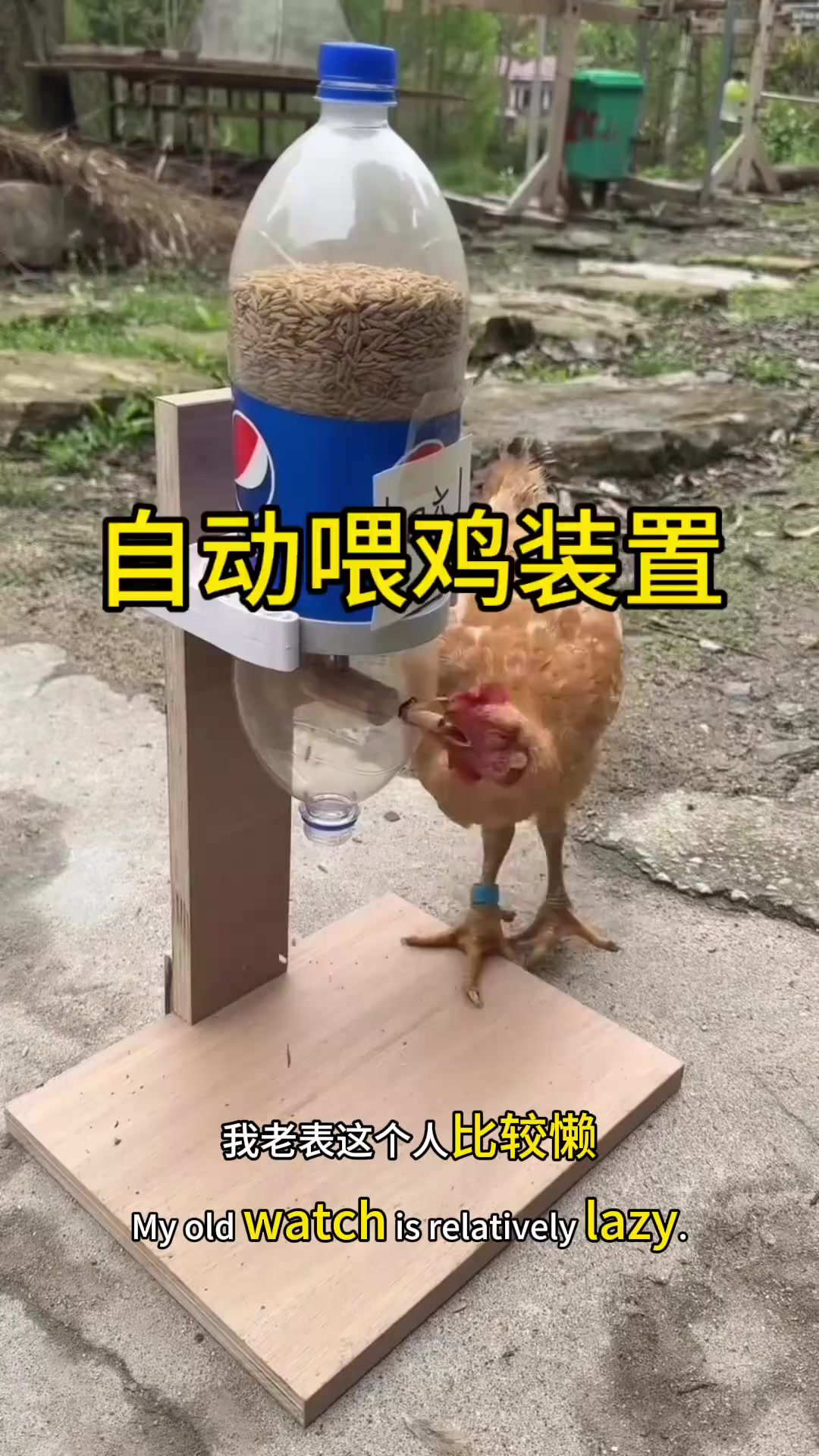 懒人发明喂鸡器,聪明母鸡轻松获取粮食