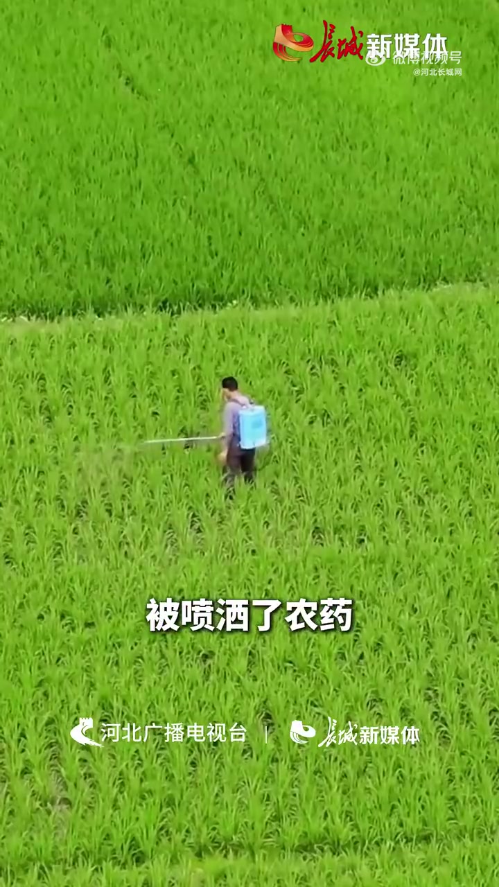「提醒「话筒」这些野菜不能随便挖呀挖」这个春天,年轻人开始对挖野菜上头了,它还有一种新称呼