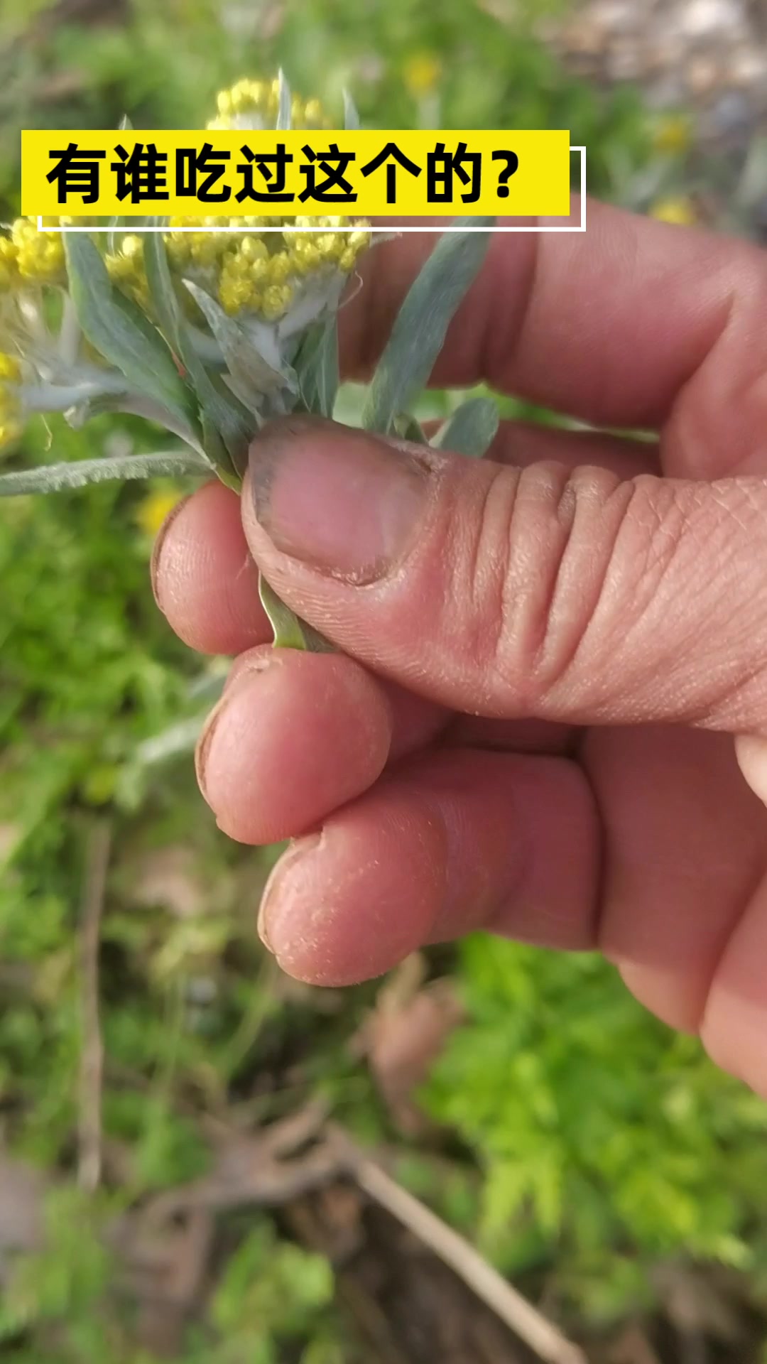 有谁认识这个菜的?这个菜好吃吗?