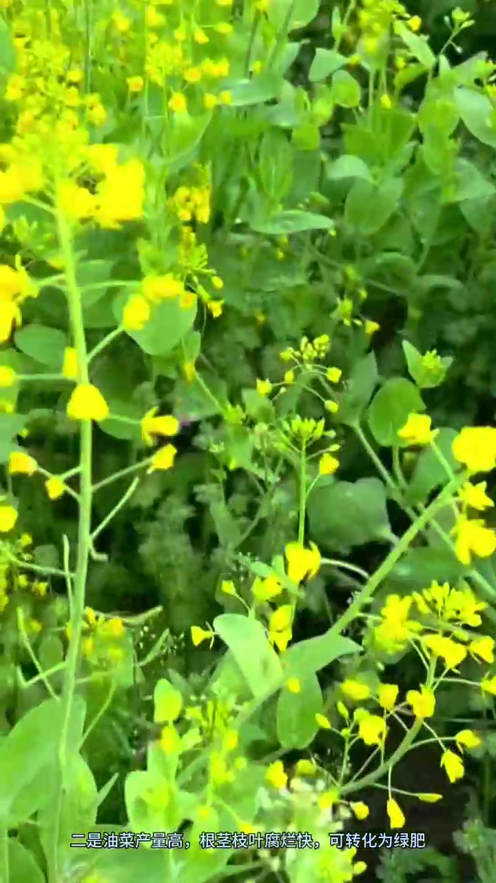 果园种油菜有什么好处?