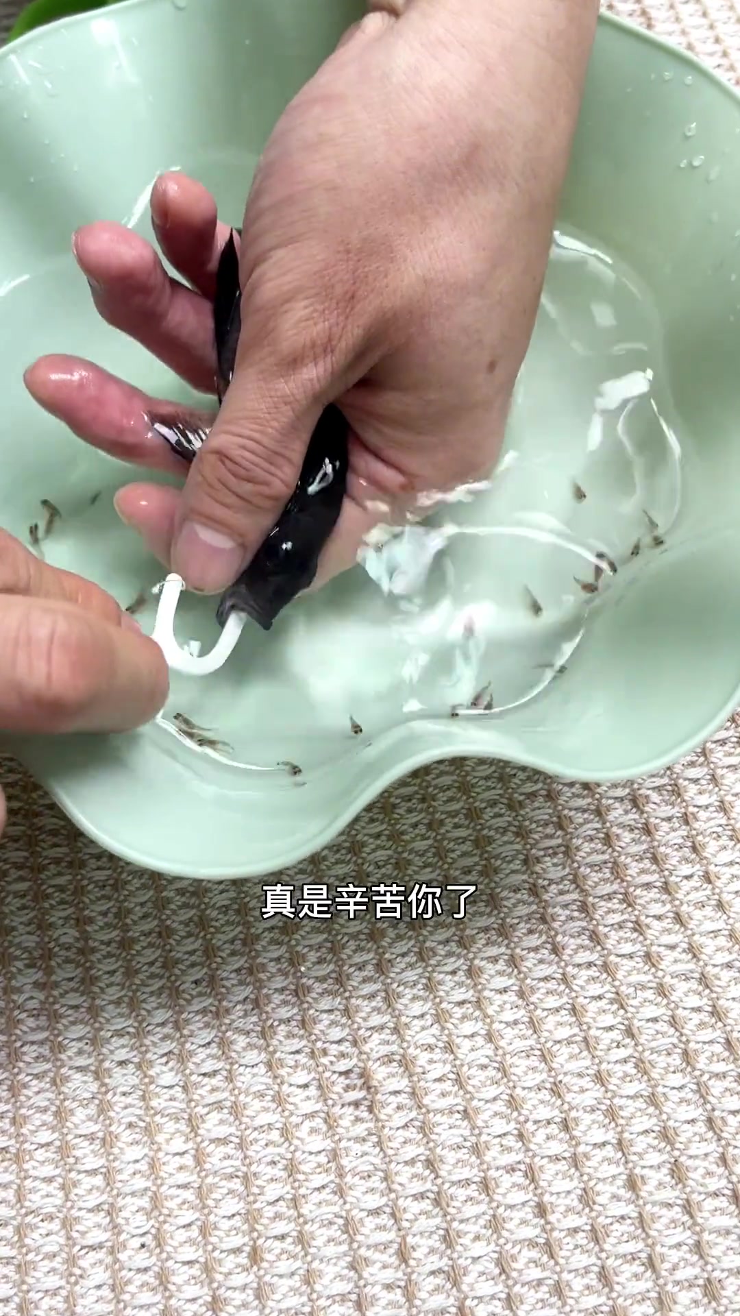我接生了一窝三湖慈鲷!