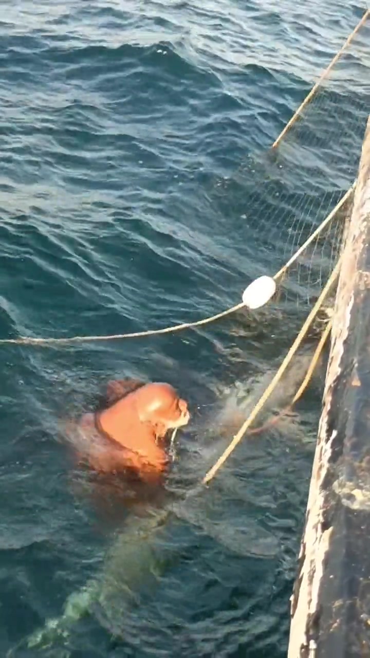 海明威笔下的《老人与海》真实在现白发苍苍白胡子老人不顾年轻渔民的劝阻,毅然跳入海中捆绑巨型