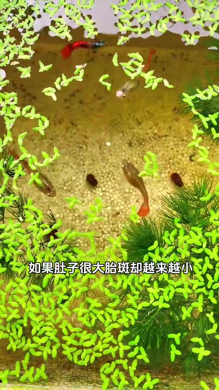 孔雀鱼肚子大了就是怀孕吗?有可能是腹水了,如何区分,教程来了