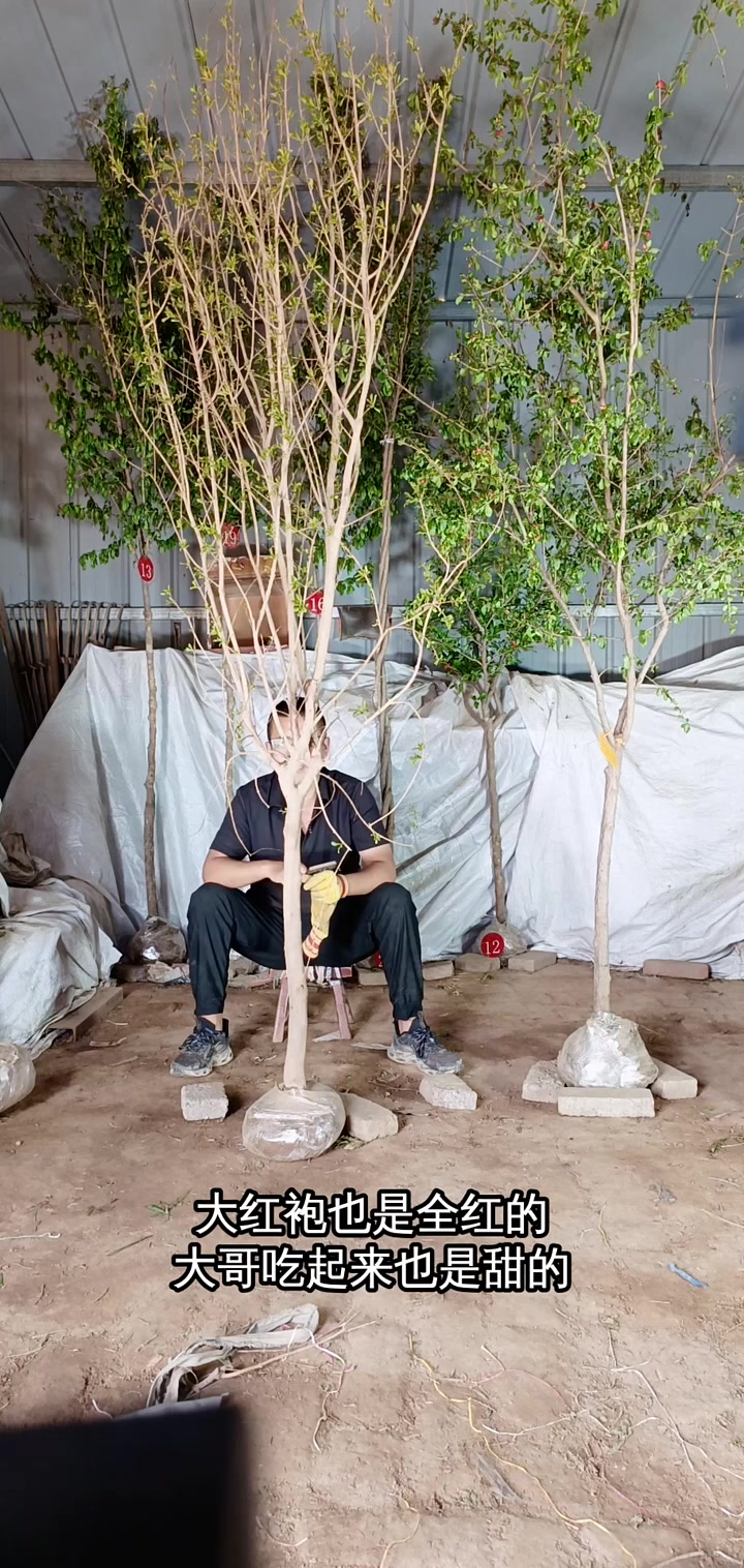 萌羊红和大红袍果子的区别及抗寒耐冻特性