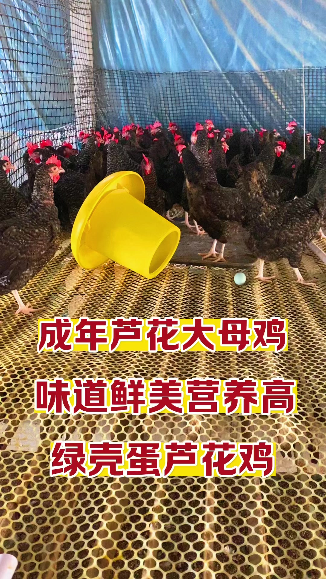 成年芦花大母鸡味道鲜美营养高
