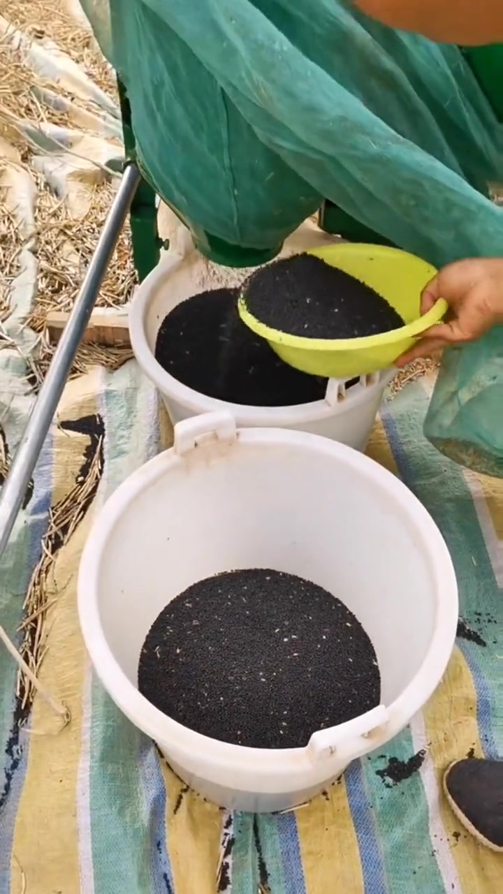 兄弟姐妹们回来敲油菜了