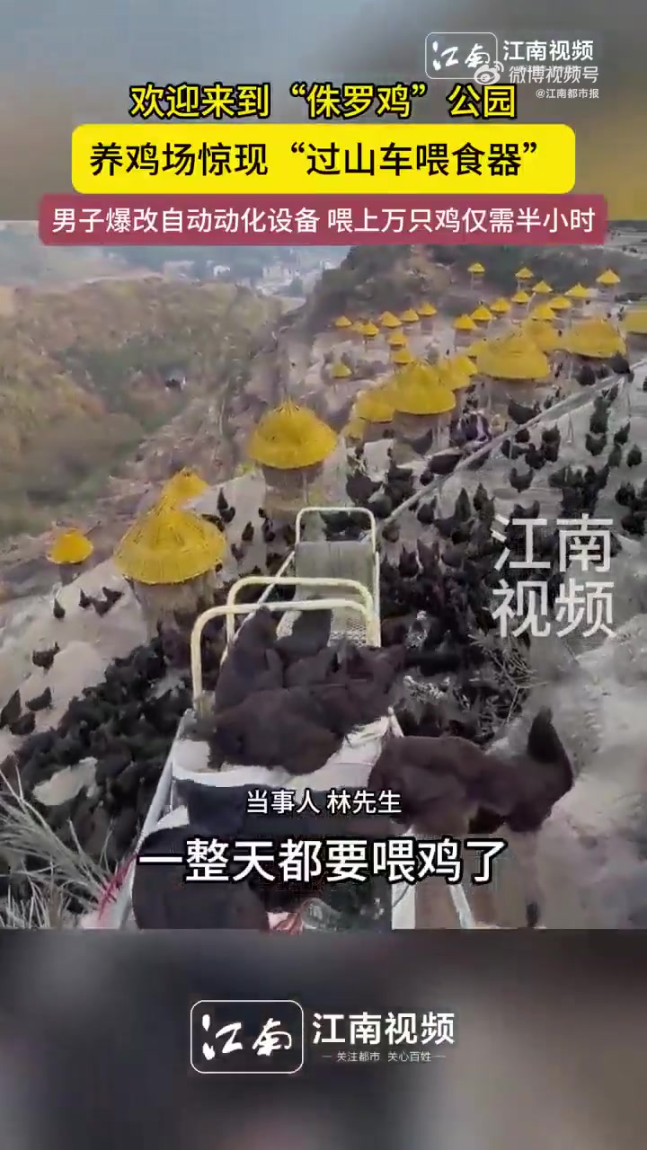 4月22日(采访)浙江温州,欢迎来到“侏罗鸡”公园,养鸡场惊现“过山车喂食器”,男子爆改自